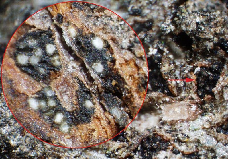 A magnified view of black fruiting bodies (pycnidia) [arrow] of Botryosphaeria species erupting through the bark of a Botryosphaeria-diseased photinia branch. The fruiting bodies are white inside when sliced open (circular inset).