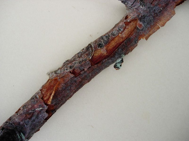 Peeling bark on a Botryosphaeria-diseased apple branch.