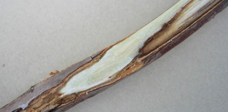 A wilting rhododendron branch with the bark partially removed to reveal the brown discoloration in the wood caused by Botryosphaeria species.