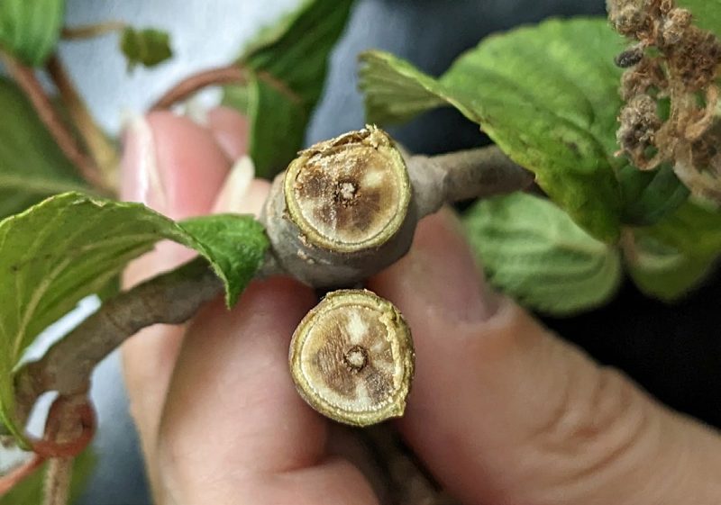 A cross-section of a viburnum branch reveals internal discoloration to woody tissue caused by Botryosphaeria.