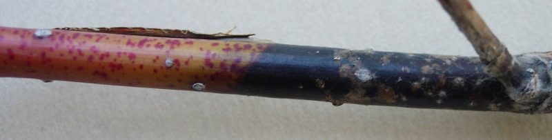 A Botryosphaeria canker (discolored tissue) on a smooth-barked bloodtwig dogwood.