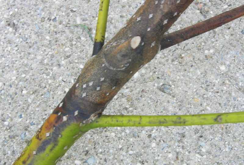 Figure 3. Discolored bark on a Botryosphaeria-diseased holly branch. (Photo by M. A. Hansen, Virginia Tech)