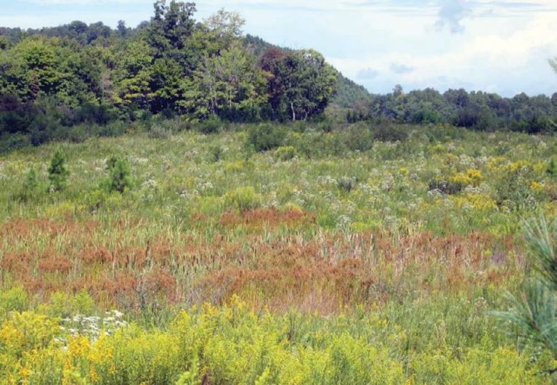 Figure 2. The vegetation in the lower-center of the photo is emerging from a poorly drained area on this reclaimed mine site. Dominant plant species are cattails and rushes in the poorly drained area, while grasses, sericea lespedeza and annual broadleaf weeds dominate other portions of the mine site. Poorly drained areas such as this are common on near-level areas of post-SMCRA mine sites.