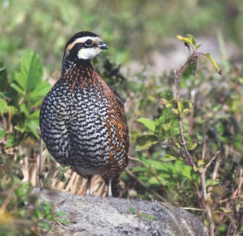 A black and brown bird speckled with white siting in foliage.