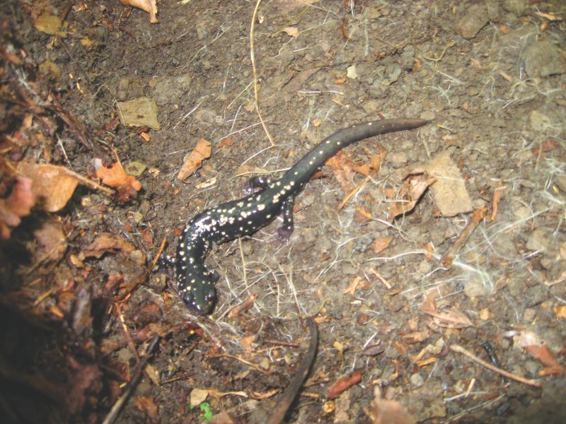 A black lizard with white spots on the leaf strewn ground.