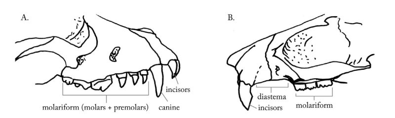 Diagram of the dentition of (a) a carnivore and (b) a rodent with each of the types of teeth: incisors, canines, premolars, and molars (or molariform teeth). Rodents lack canines and have a large space called the diastema between the incisors and the molariform teeth. Rabbits and hares also lack canines and have a large diastema, but they possess a tiny incisor behind each of the large incisors.