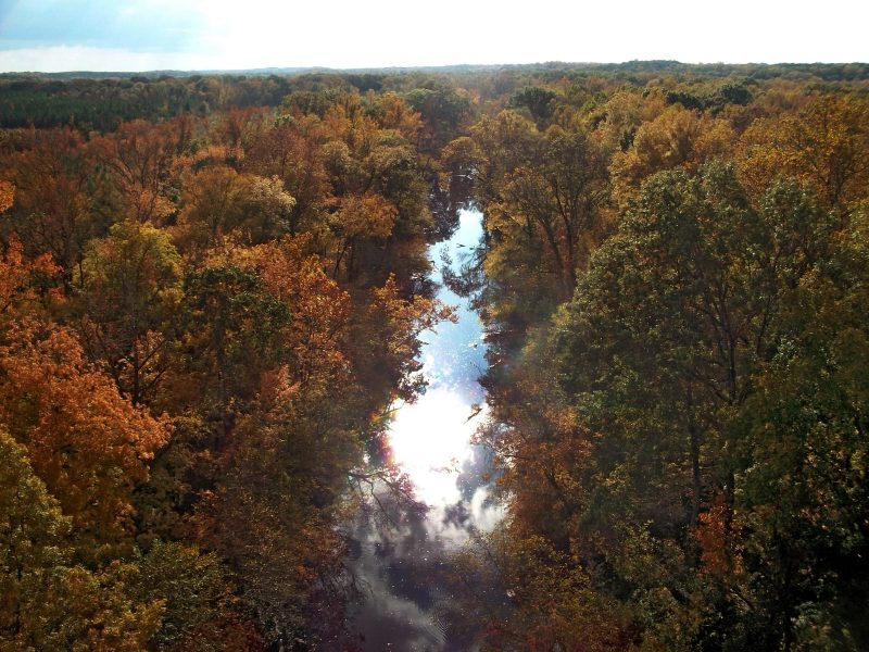 A wooded streambank with mature trees arching over a narrow waterway. The canopy casts shadows on the water, and the forest floor is covered in leaf litter and low vegetation. The stream curves gently through the landscape.