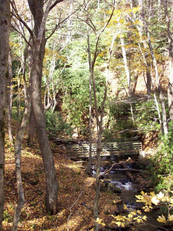A bottomland hardwood forest with tall trees and a thick understory. The ground appears moist, and the canopy is high, allowing filtered light to reach the lush vegetation below. There is a wooden bridge over a stream.