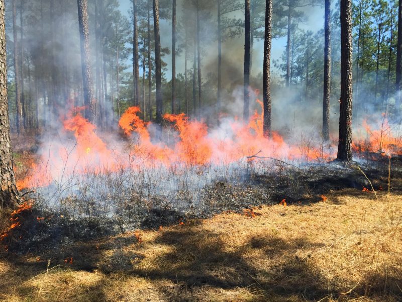 Orange flames burn through vegetation in a forest. Flames are low and smoke drifts upward.