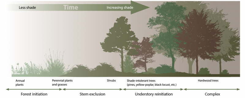 Diagram showing four stages of forest succession: Forest initiation (less shade) with annual and perennial plants and grasses; after time passes there is stem exclusion with dense young trees and shrubs; understory reinitiation with increasing shade, canopy gaps, and shade-intolerant trees like pines, yellow-poplar, and black locust; and finally, complex, with a multi-layered, mature forest including hardwoods.