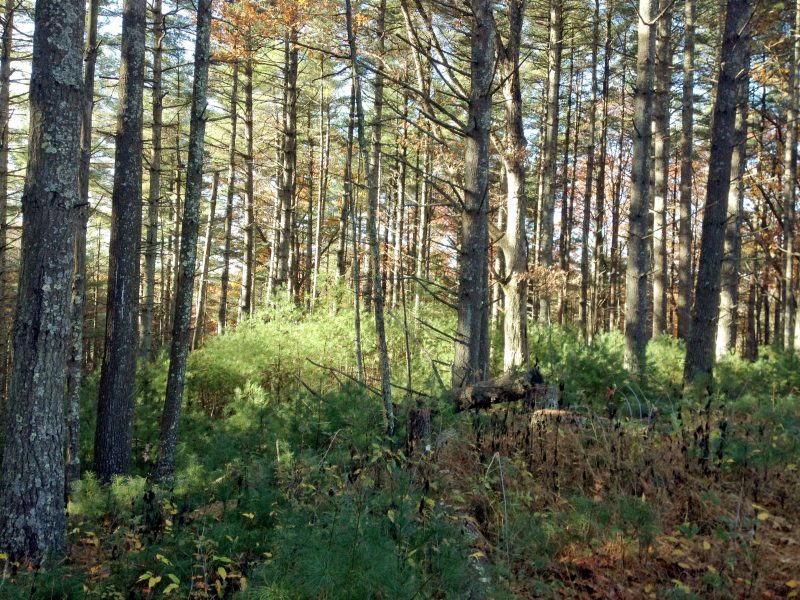 A dense stand of eastern white pine trees with soft, feathery needles. The trees are tall and straight, and the forest floor is shaded, with minimal underbrush.