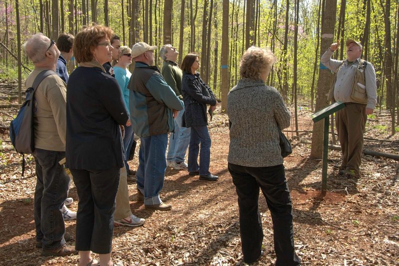 A group of volunteers on a nature walk through a forest trail at a historic site. Participants are gathered and listening to a man pointing up toward the top of the trees. They are surrounded by mature trees and filtered sunlight.