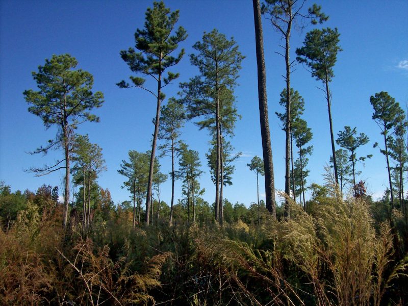 Two photos. One image shows a clearcut area with stumps and bare soil, while the other shows a seedtree cut with a few tall trees left standing amid cleared land.