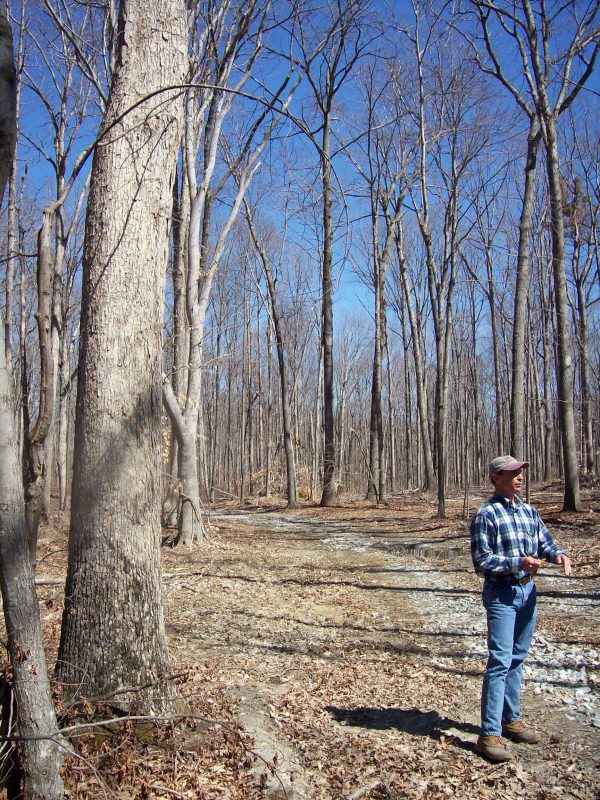 A thinned forest with removed trees and increased spacing among the remaining ones. Sunlight reaches the forest floor, and there is a man standing in the foreground gesticulating as he speaks.