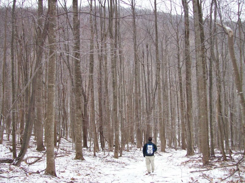 Two forest scenes. One shows a forest with similarly aged trees, with a man standing in snow, while the other depicts a forest with uniform spacing and height, both illustrating even-aged forest structure.