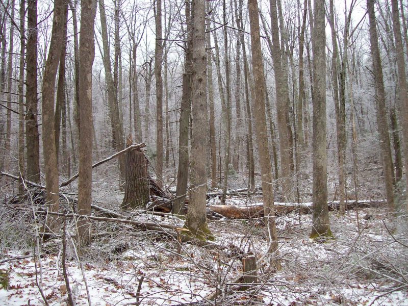 A single dead tree stands in a forest, its bark split and trunk darkened. Healthy trees surround it, and the forest floor is covered in leaves.