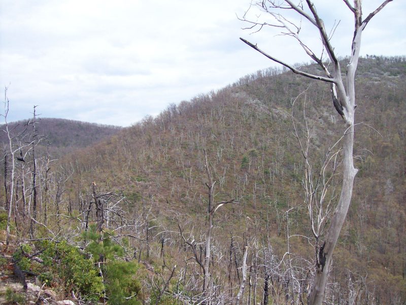 A forested area with charred trees, sparse vegetation and open ground.