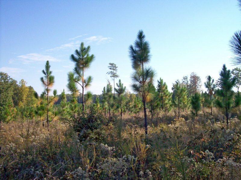 A young pine plantation with evenly spaced rows of slender trees. The ground is grassy and open, and the trees are uniform in height.