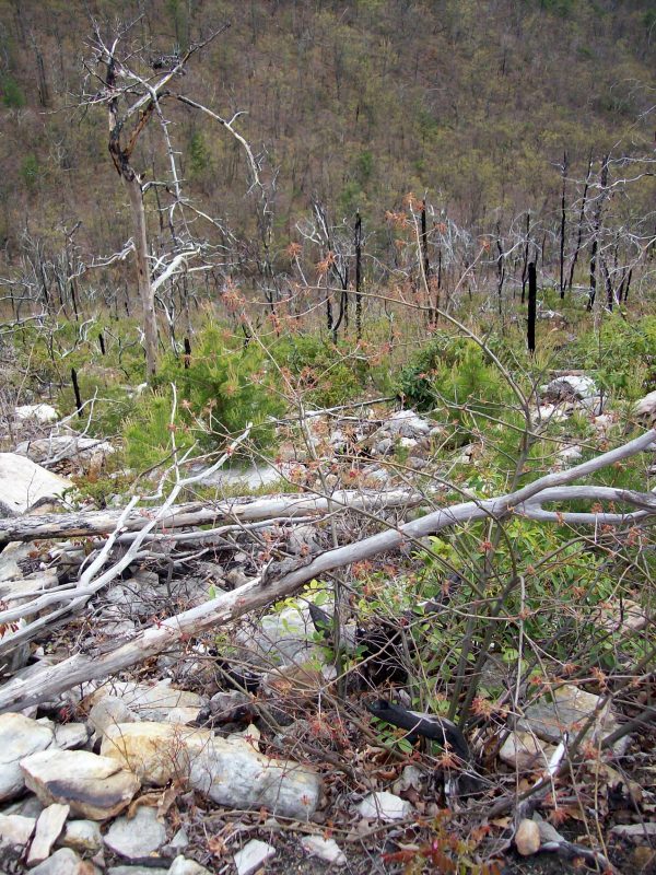 A forest clearing after a wildfire. The ground is blackened. Charred tree trunks stand among new pine seedlings emerging from the soil, showing early signs of regeneration.