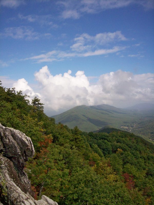 A forested hillside with a mix of deciduous trees. The terrain varies in elevation, and the trees differ in height and species. Patches of sunlight break through the canopy, illuminating areas of undergrowth.