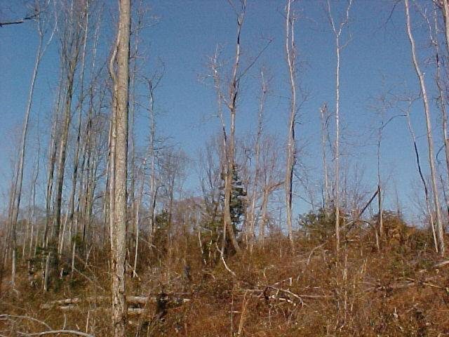 A degraded forest with sparse, poorly formed trees. The trunks are thin and uneven, and the canopy is patchy.