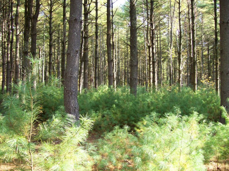 Three photos showing different forest scenes.