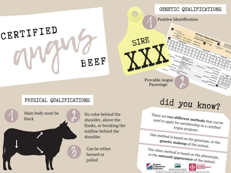 inforgraphic certified angus beef physical qualifications 1. main body must be black 2. no color behind the shoulder, above the flanks, or breaking the midline behind the shoulder 3. can be either horned or polled. genetic qualifications 1. positive identification 2. provable angus parentage. did you know there are two different methods that can be used to apply for membership in a certified angus program. one method is based on the genotype or the genetic makeup of the animal the other method is based on the phenotype, or the outward appearance of the animal.