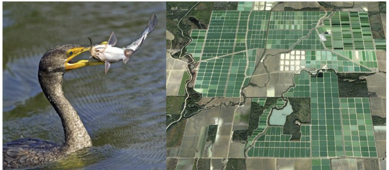 Left: A Cormorant  holding a catfish in its mouth. Right: An arial view on fields in Mississippi.
