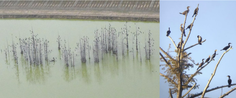 Left: Plants in standing water. Right: Birds in a tree.