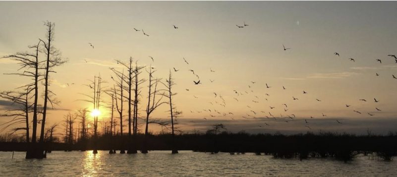 A landscape photo at sunset of birds flying over a body of trees with trees and other vegetation.
