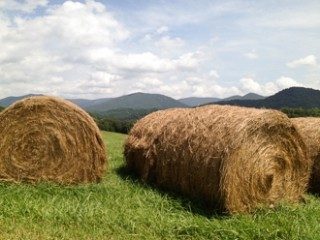 Cover for publication: Economics of Farm and Agribusiness Sustainability