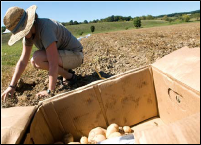 a photo of a person a digging up potatoes