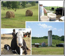 four photos capturing Farm, cows, silo, hay, and feeding animals