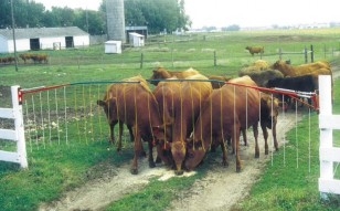 A group of cows in a fenced in pasture behind a drive through electrified gate