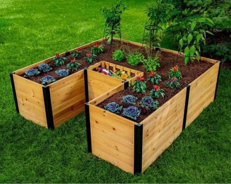 A U-shaped wooden raised bed in the shape of a keyhole garden