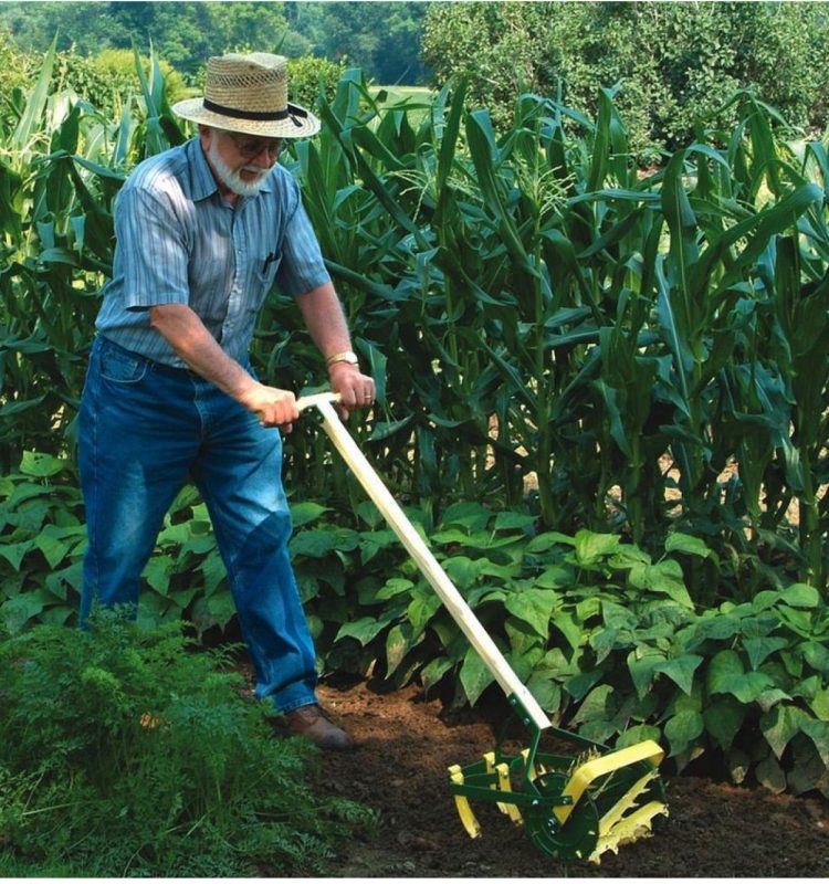 A person pushing a hand rotary cultivator iin front of a patch of beans and corn