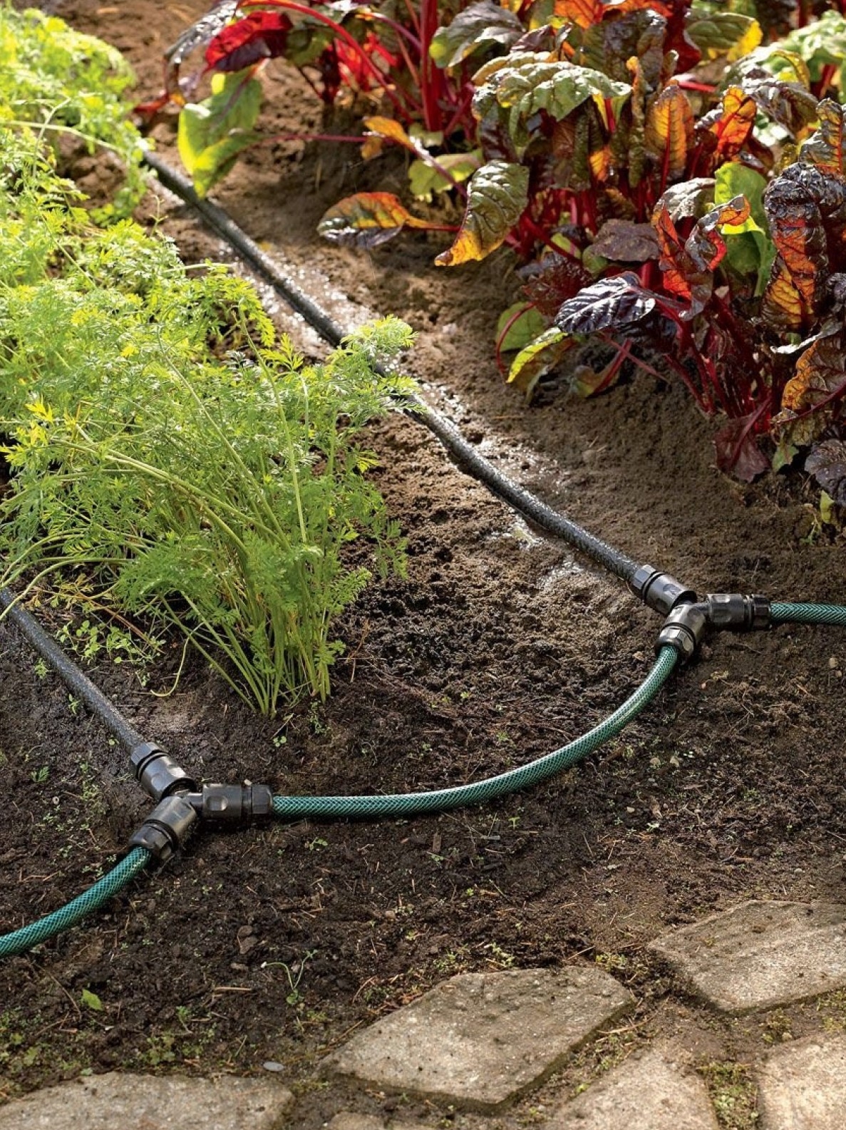 Vegetables with a soaker hose running through
