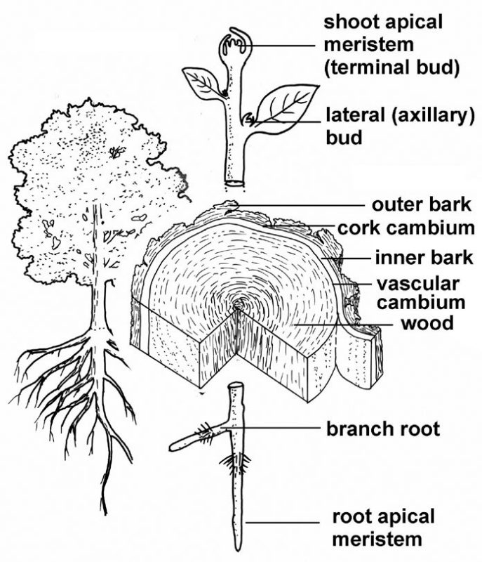 an illustration showing meristems and plant growth