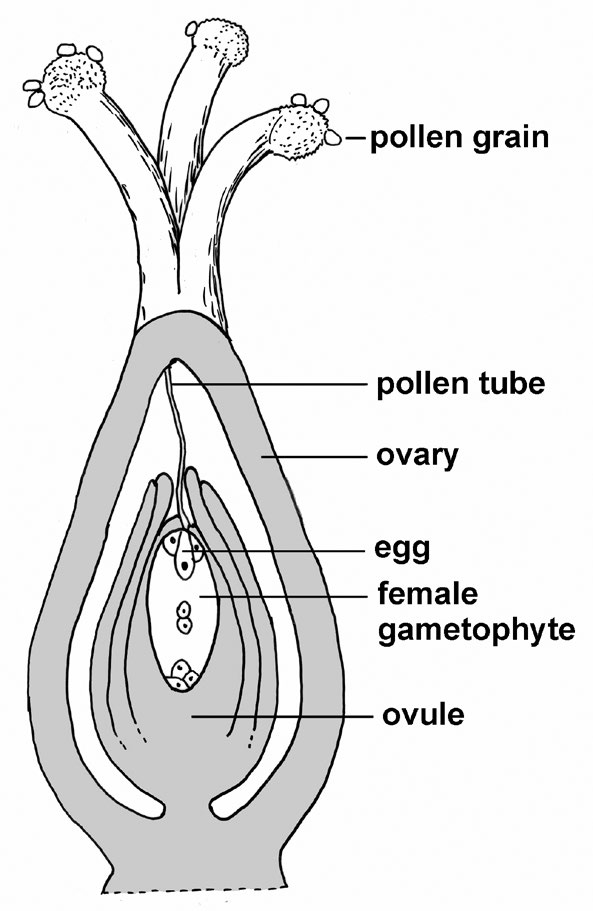 an illustration of internal structures of flower