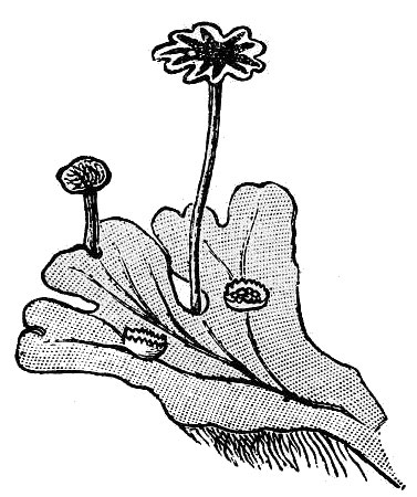 an illustration of liverwort
