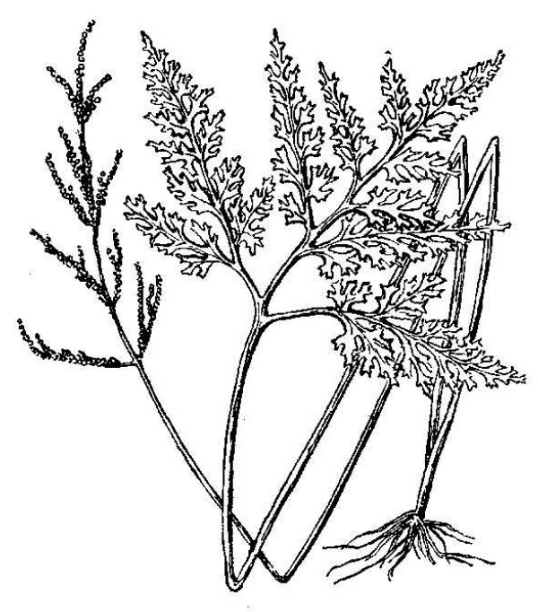 an illustration of dissected grape fern
