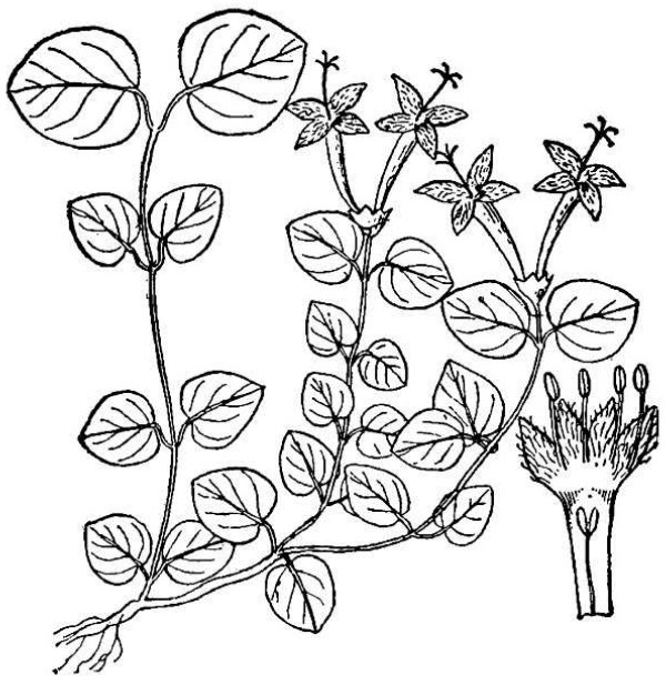 an illustration of partridge berry