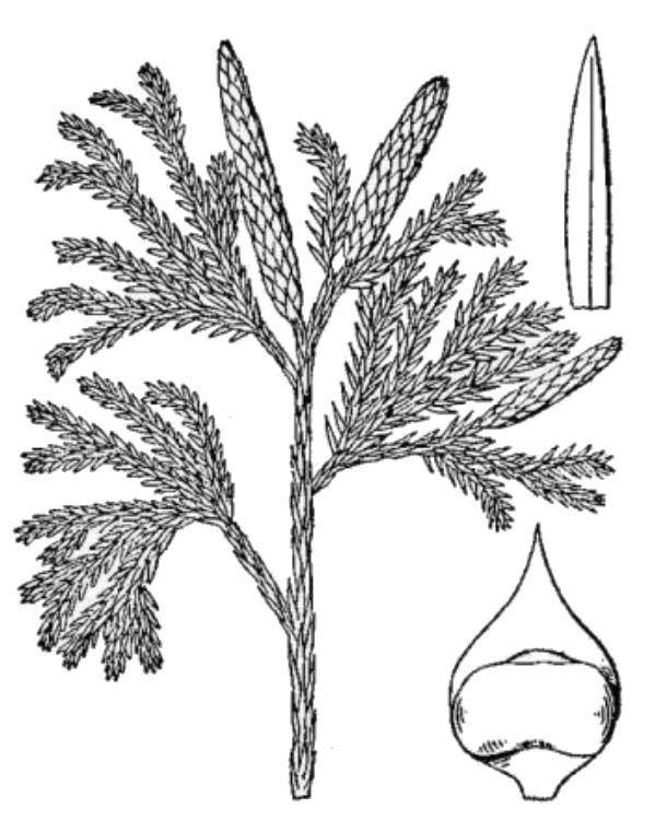 an illustration of princess pine