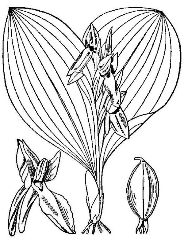 an illustration of showy orchid