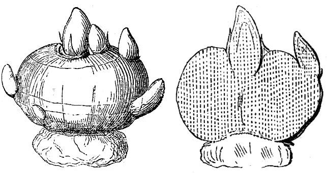 an illustration of corm of crocus