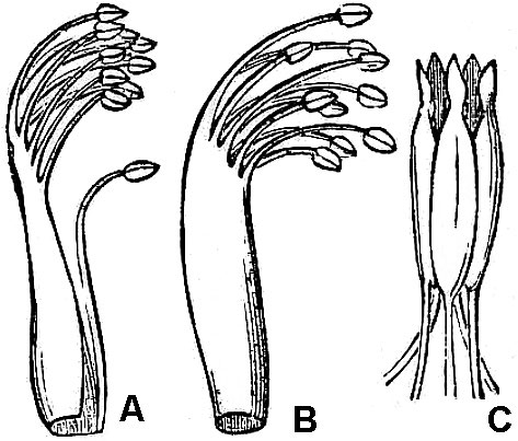 illustrations showing fused stamens