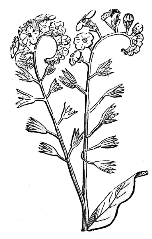 an illustration of scorpioid cyme of forget-me-not 