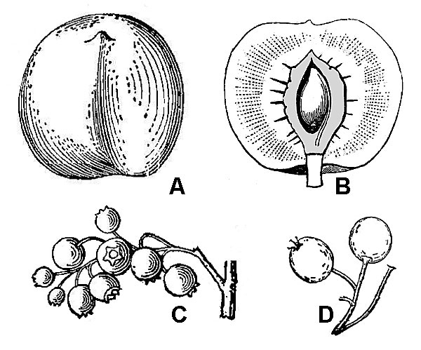 an illustration of fleshy fruits
