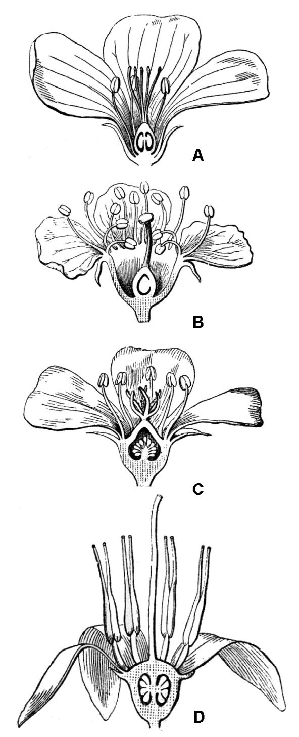 illustrations showing ovary position