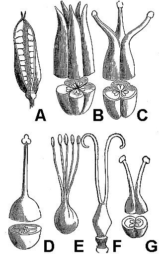 illustrations showing variations in pistil structure